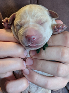 Green Yellow Boy 3 Days Old