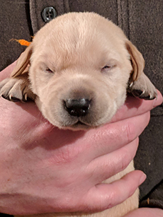 Orange Yellow Boy 14 Days Old