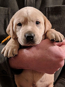 Orange Yellow Boy 28 Days Old