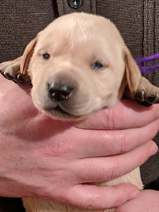 Purple Yellow Girl 14 Days Old