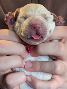 Red Yellow Boy 3 Days Old