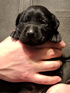 Rainbow Black Girl 18 Days Old