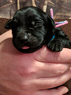 Rainbow Black Girl 5 Days Old