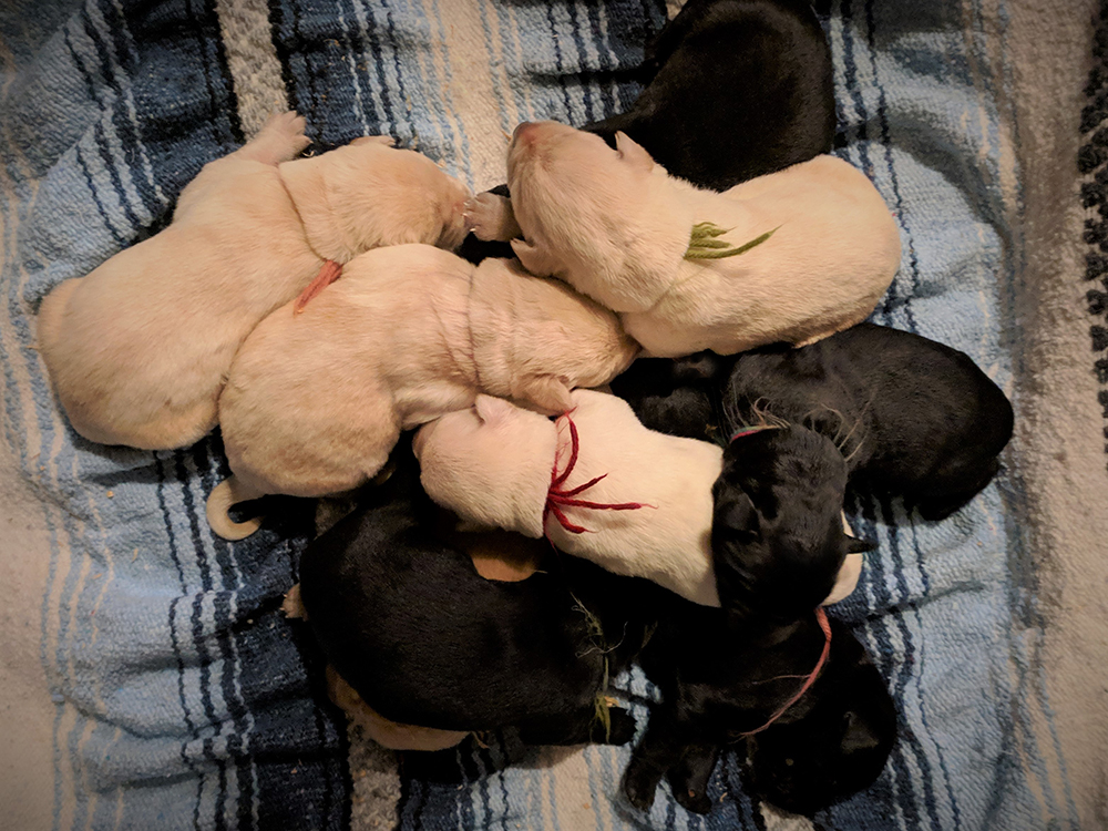 Photo of litter 8 Days Old