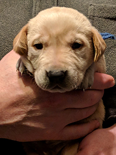 Blue Yellow Boy 18 Days Old