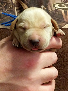 Blue Yellow Boy 5 Days Old