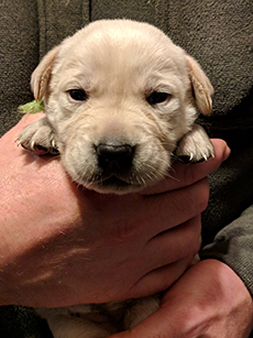 Green Yellow Girl 18 Days Old