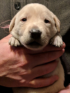 Pink Yellow Girl 18 Days Old