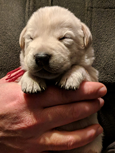 Red Yellow Boy 18 Days Old