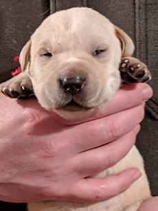 Red Yellow Boy 14 Days Old