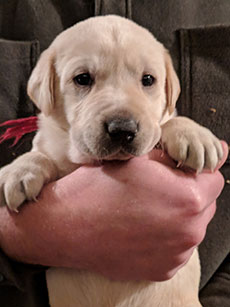 Red Yellow Boy 28 Days Old