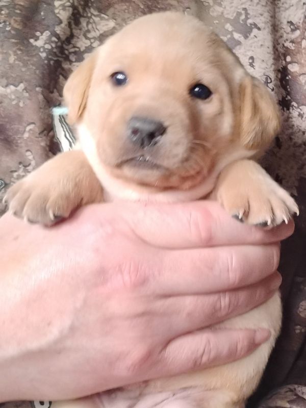 Teal Yellow Girl 3 Weeks Old