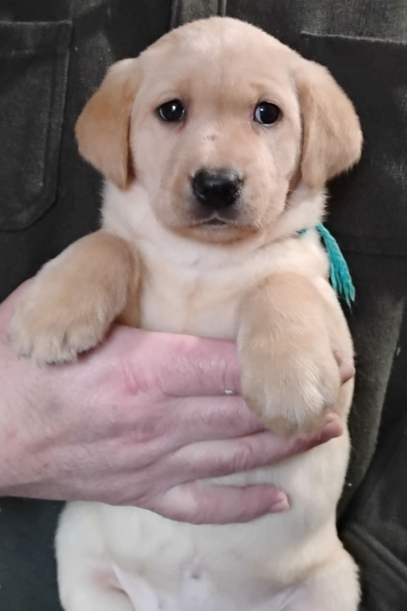 Teal Yellow Girl 6 Weeks Old
