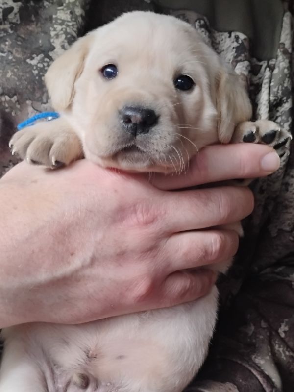 Blue Yellow Boy 3 Weeks Old