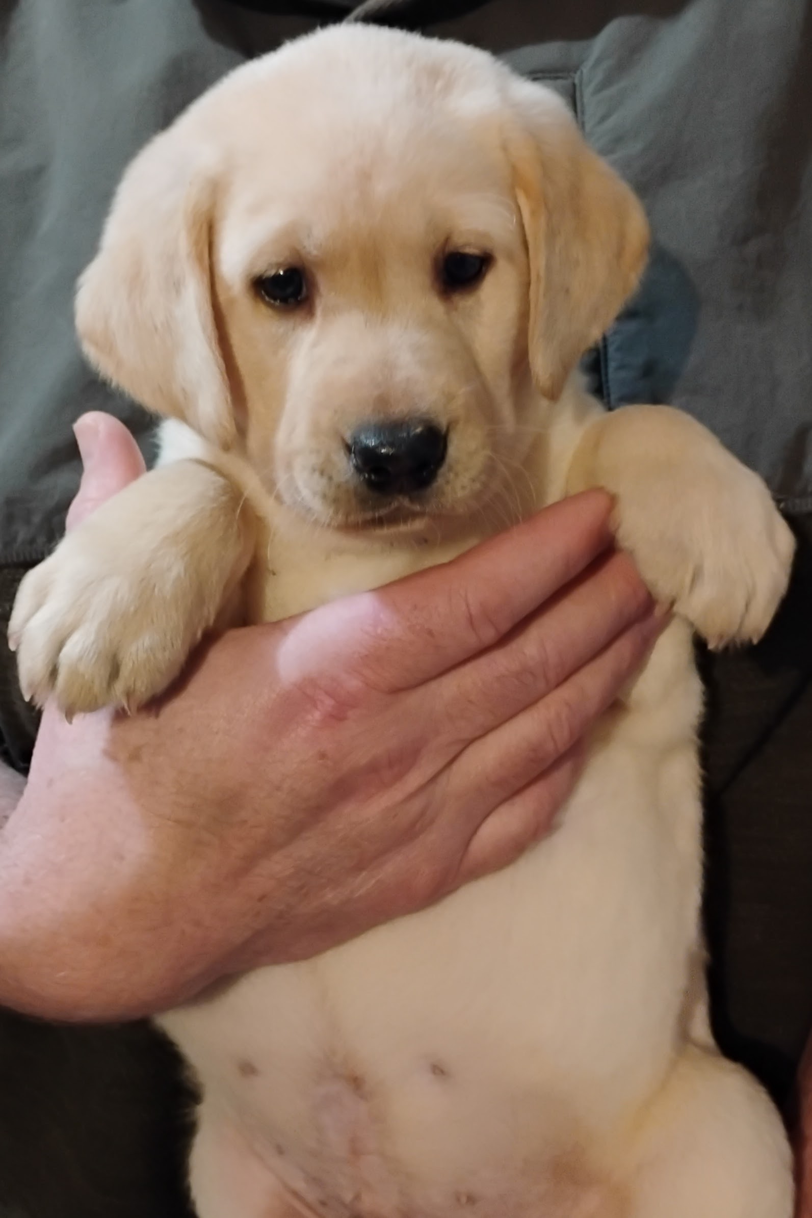 Blue Yellow Boy 6 Weeks Old