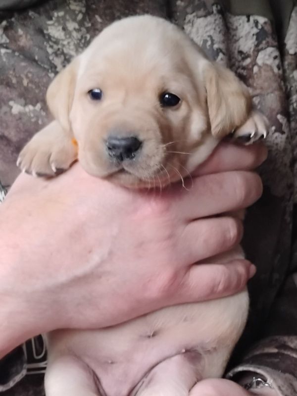 Orange Yellow Girl 3 Weeks Old