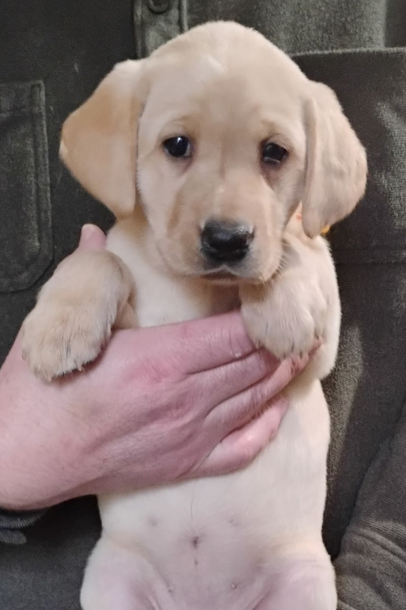 Orange Yellow Girl 6 Weeks Old