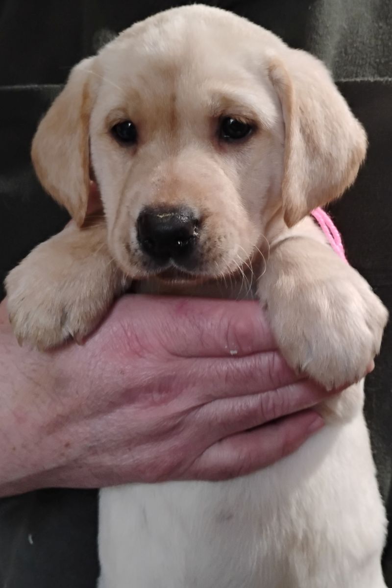Pink Yellow Girl 6 Weeks Old