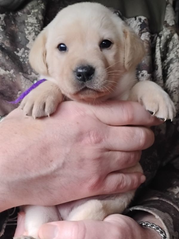 Purple Yellow Girl 3 Weeks Old