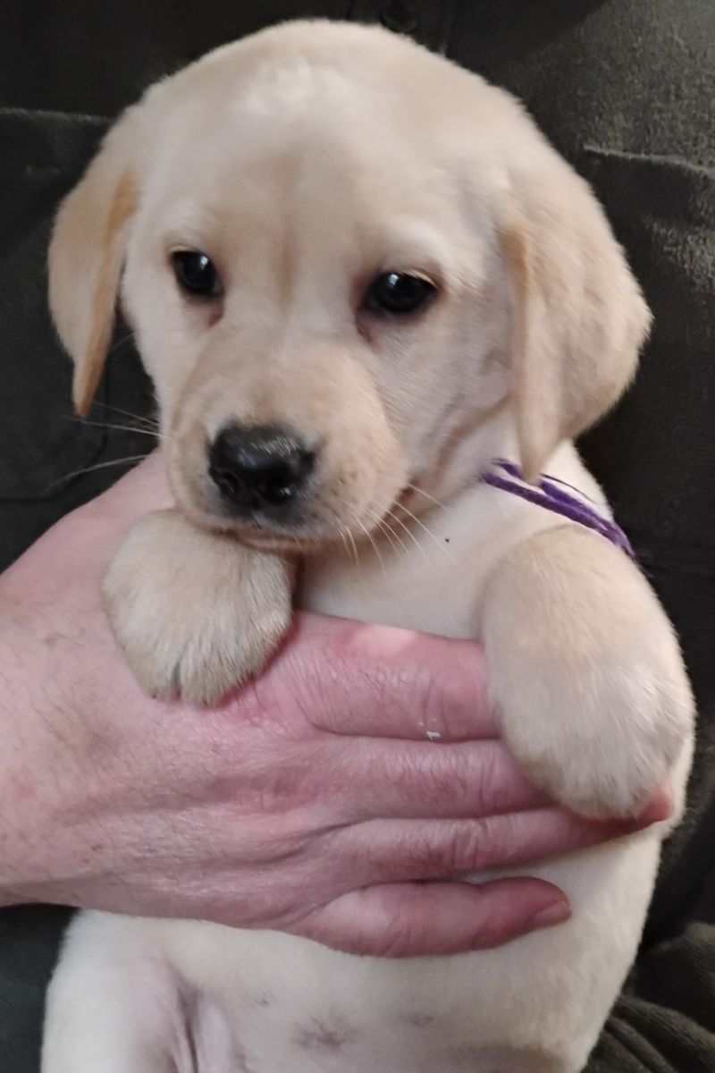 Purple Yellow Girl 6 Weeks Old