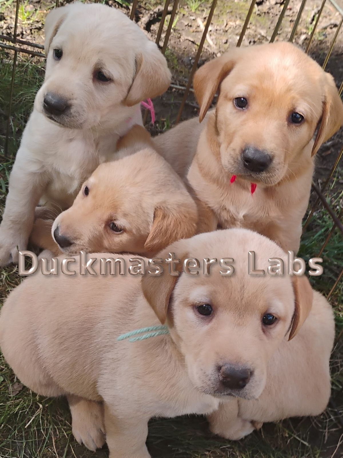 Pink, Red, Brown and Teal puppies on day 33