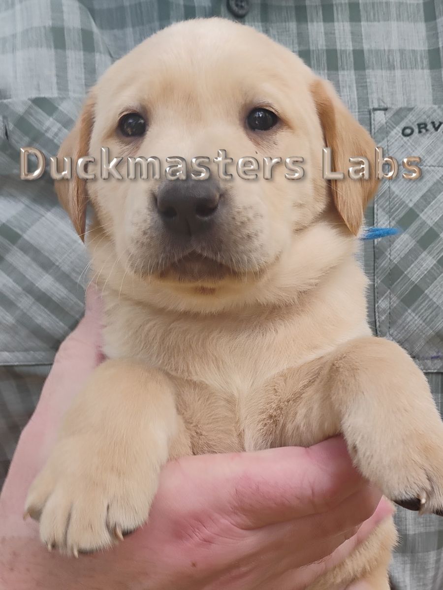 Yellow Boy Blue Collar