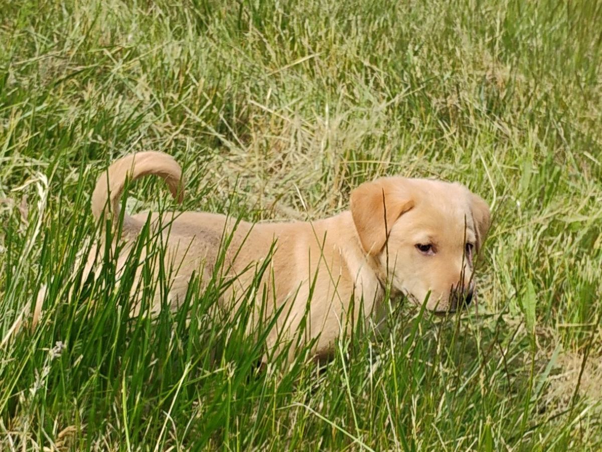 Yellow Boy Brown Collar