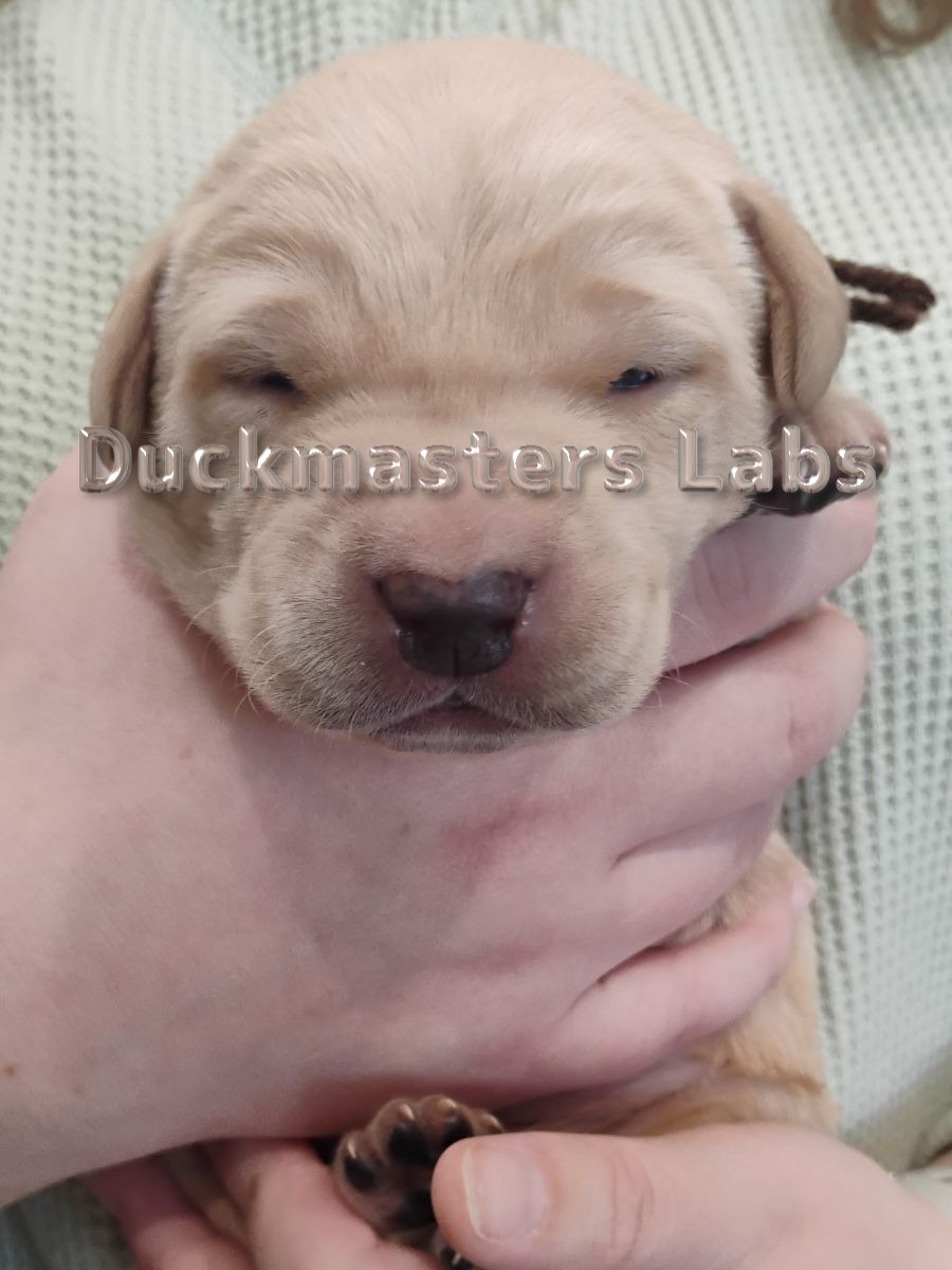 Yellow Boy Brown Collar