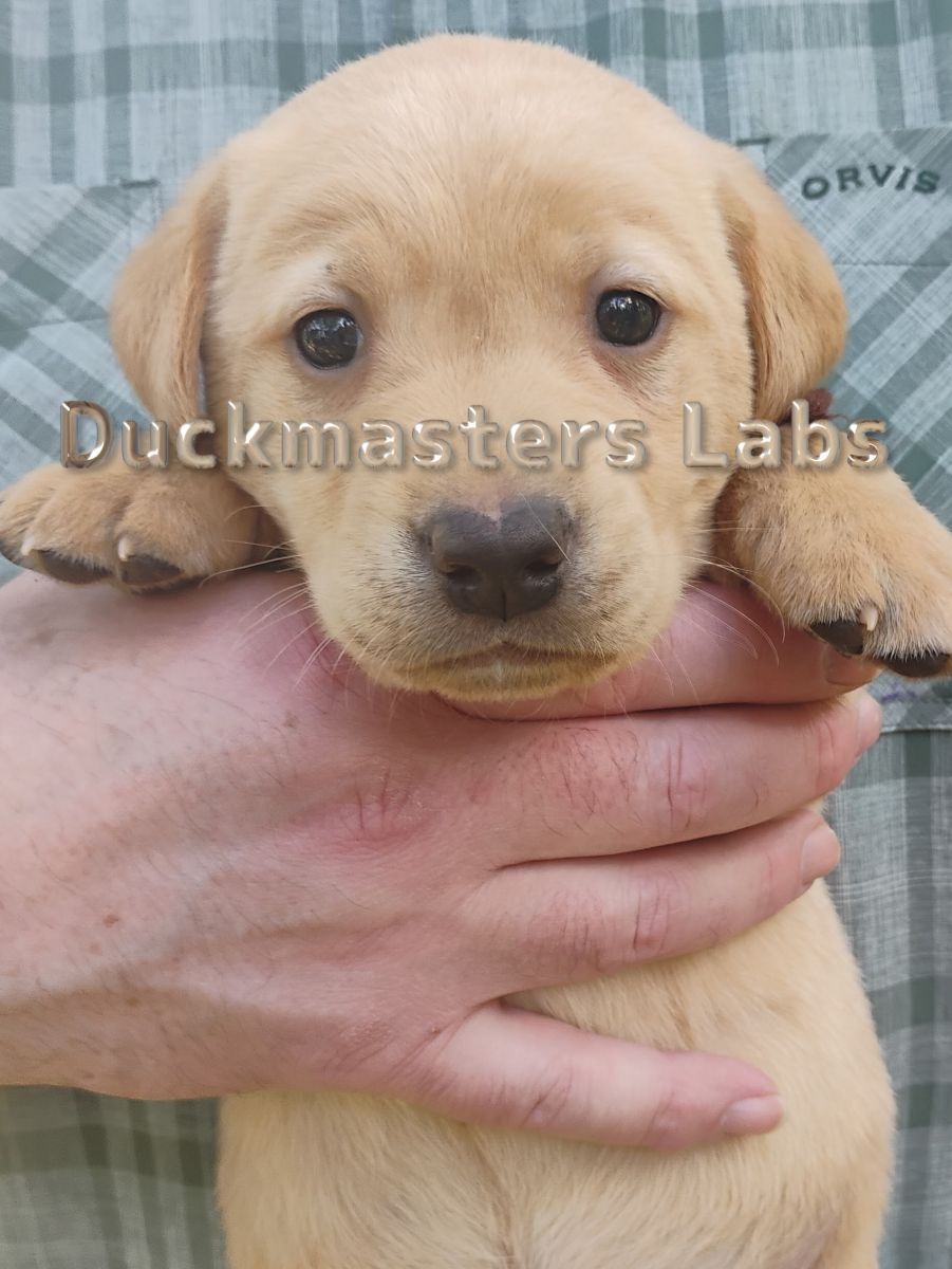 Yellow Boy Brown Collar