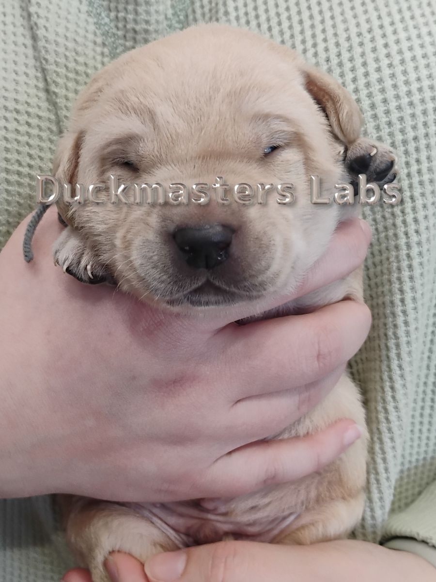 Yellow Boy Gray Collar
