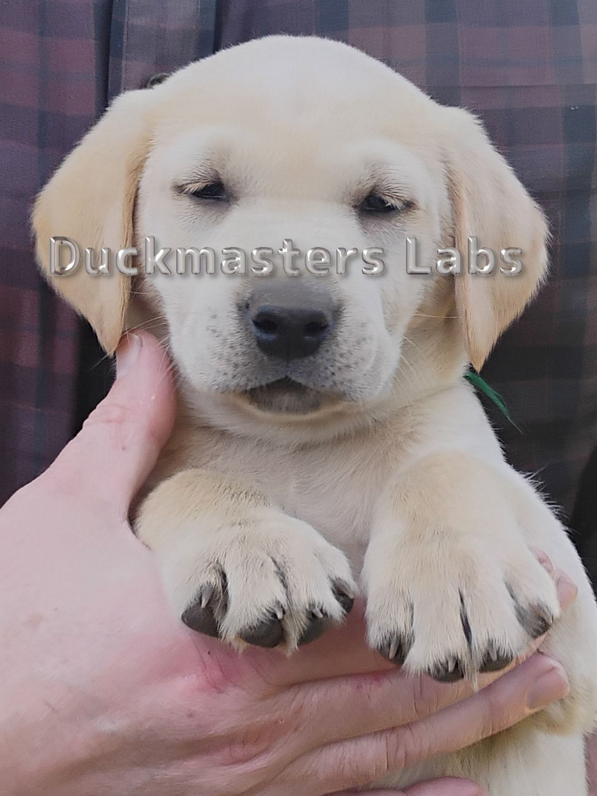 Yellow Boy Green Collar