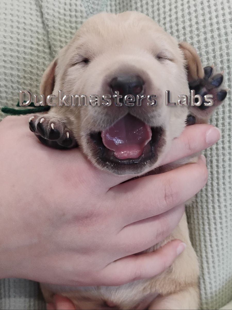 Yellow Boy Green Collar
