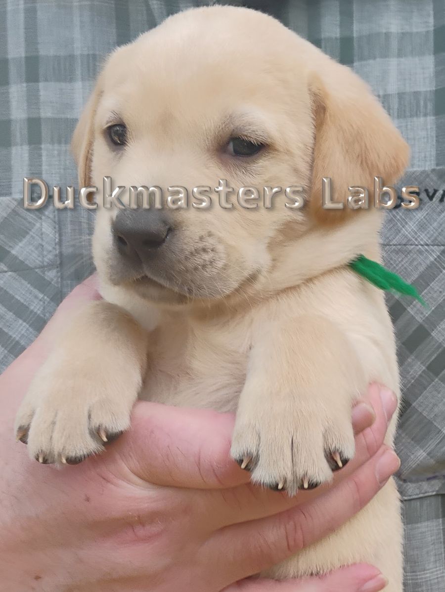 Yellow Boy Green Collar