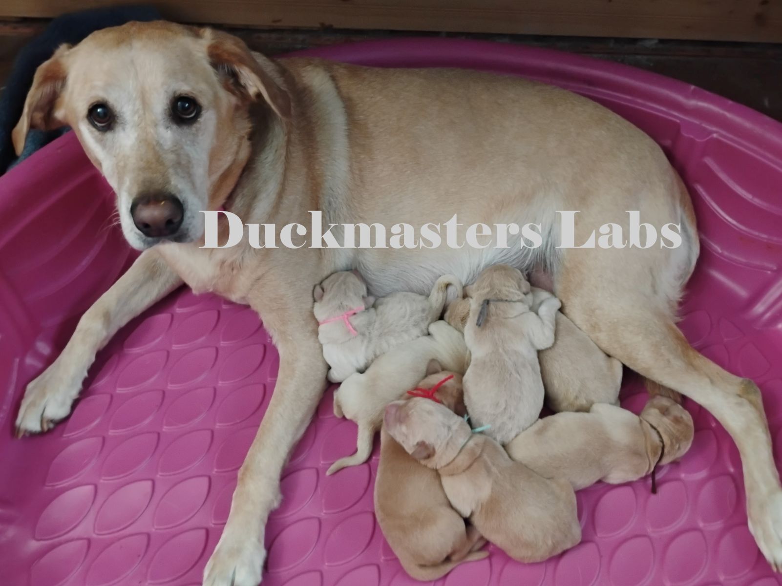 Photo of litter nursing at 2 days old