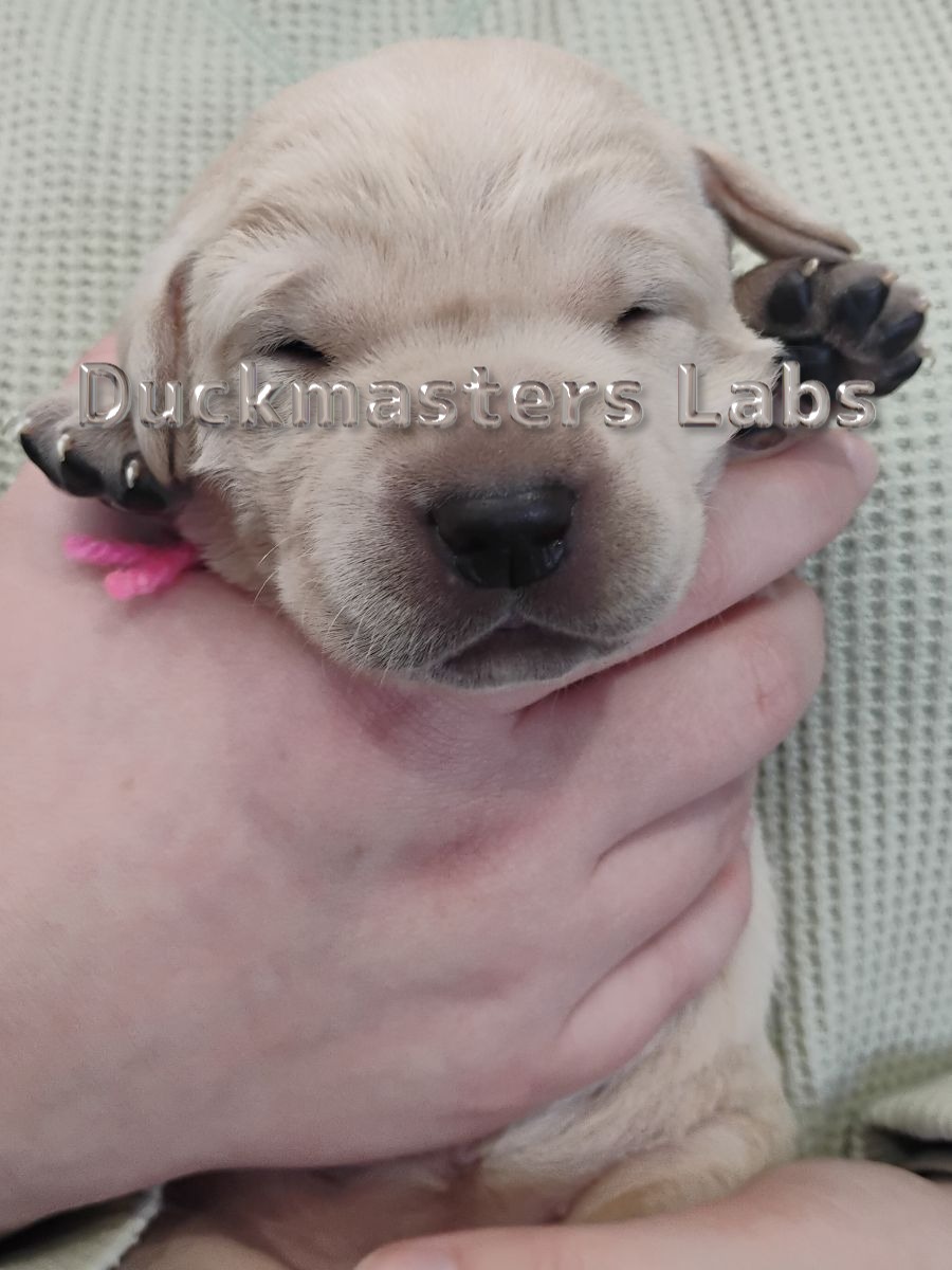 Yellow Girl Pink Collar