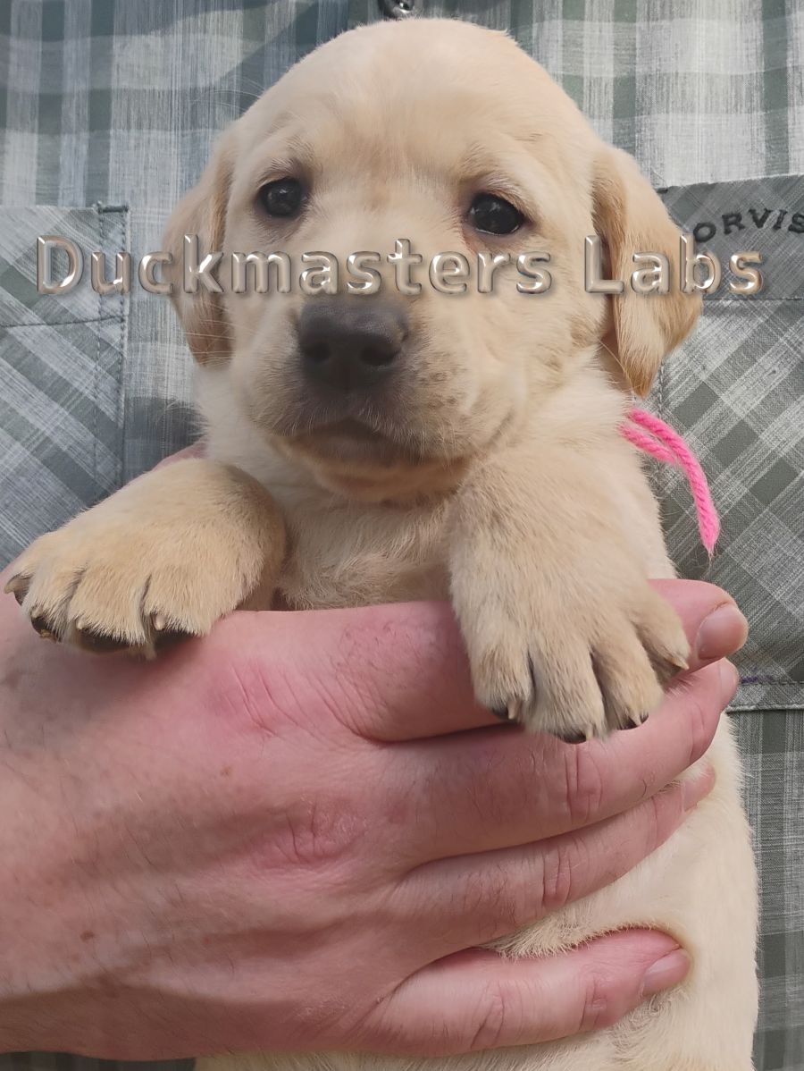 Yellow Girl Pink Collar