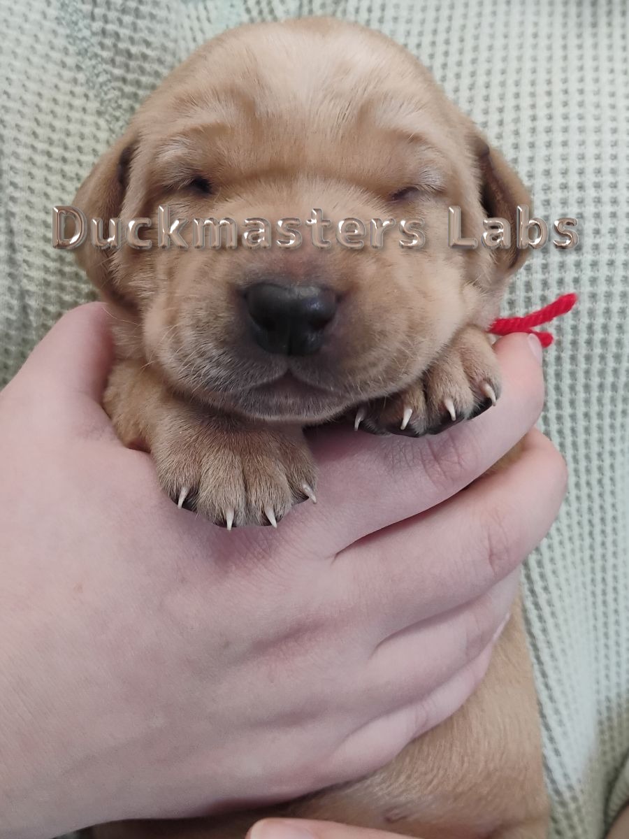 Yellow Boy Red Collar