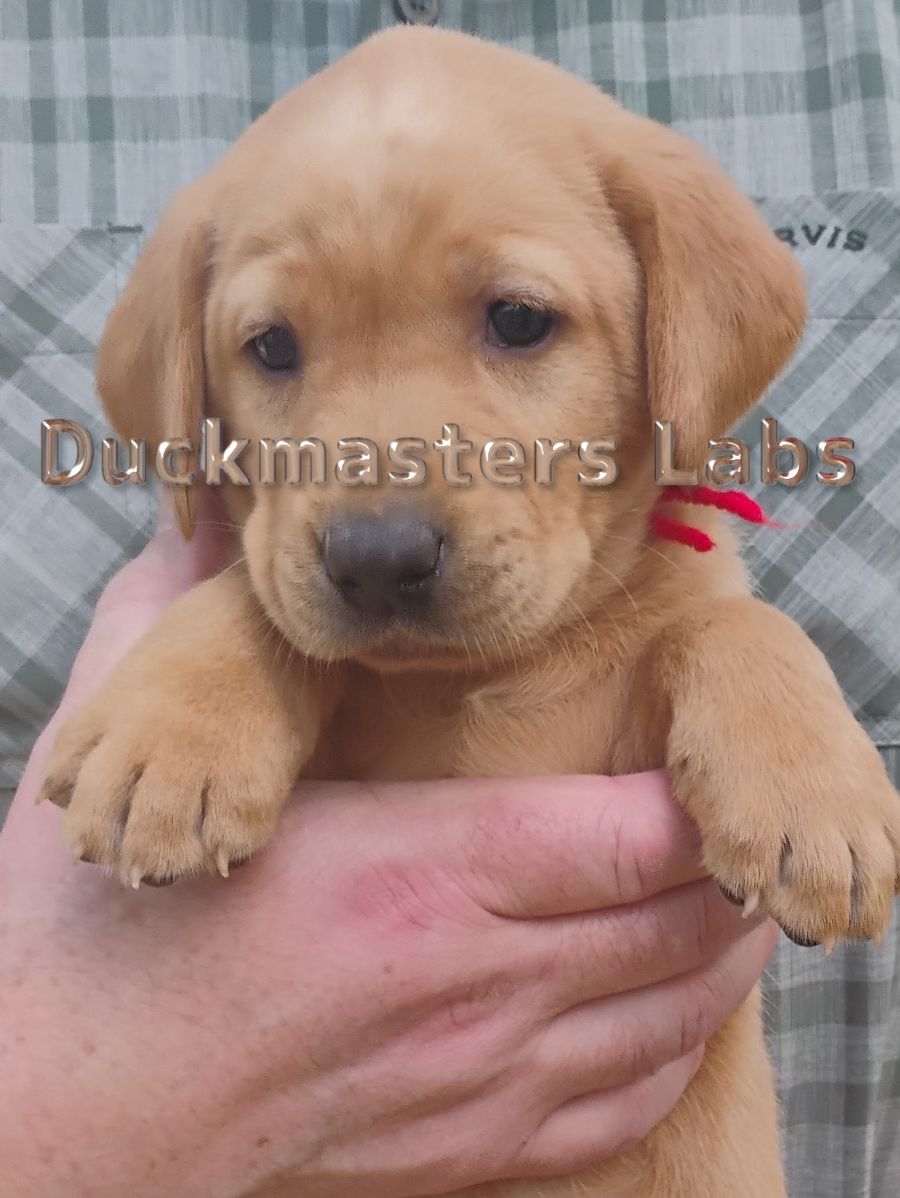 Yellow Boy Red Collar