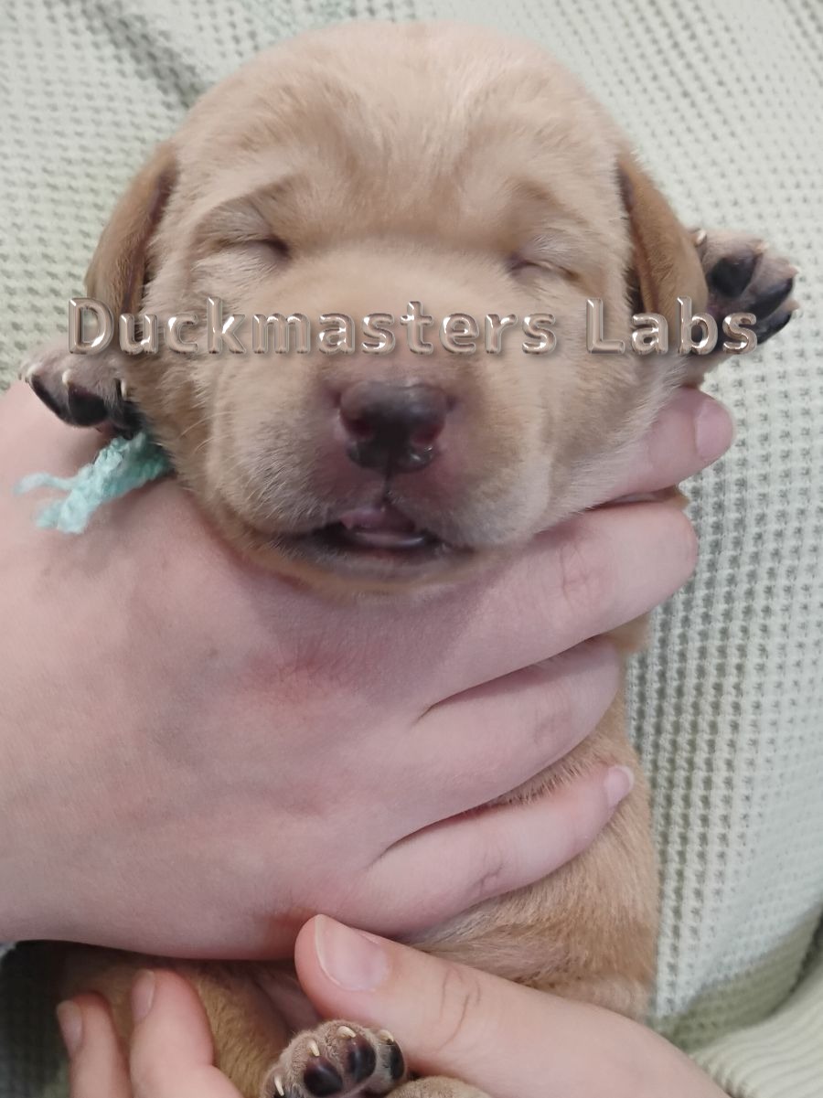 Yellow Girl Teal Collar