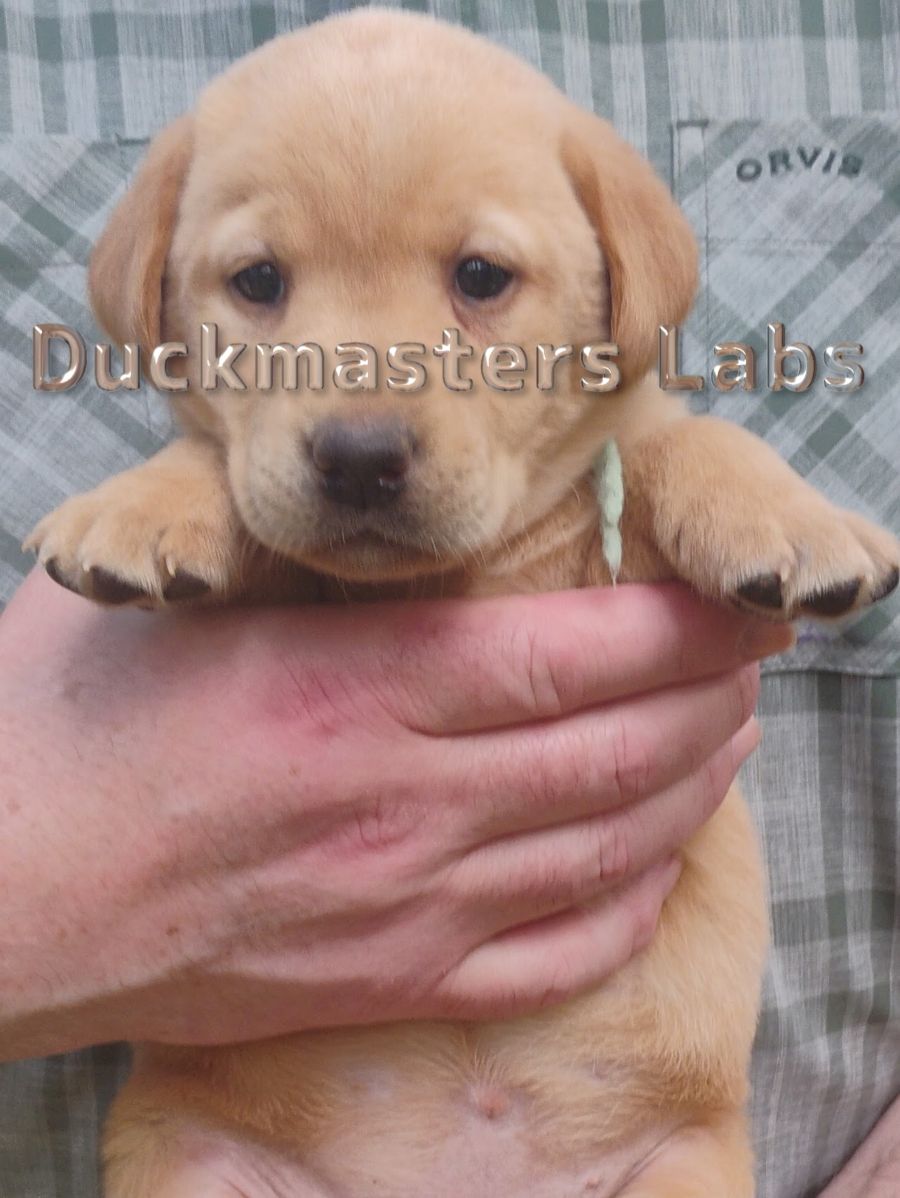 Yellow Girl Teal Collar